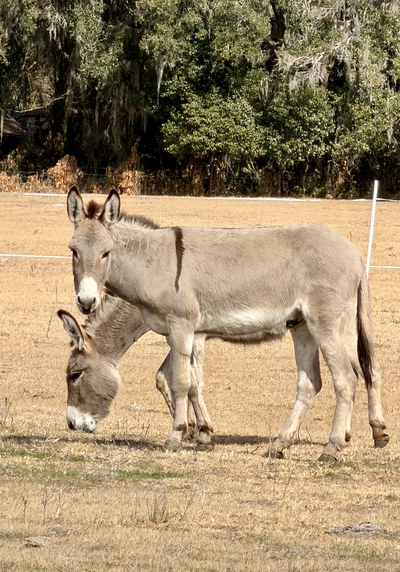 Donkeys at Restored Farm
